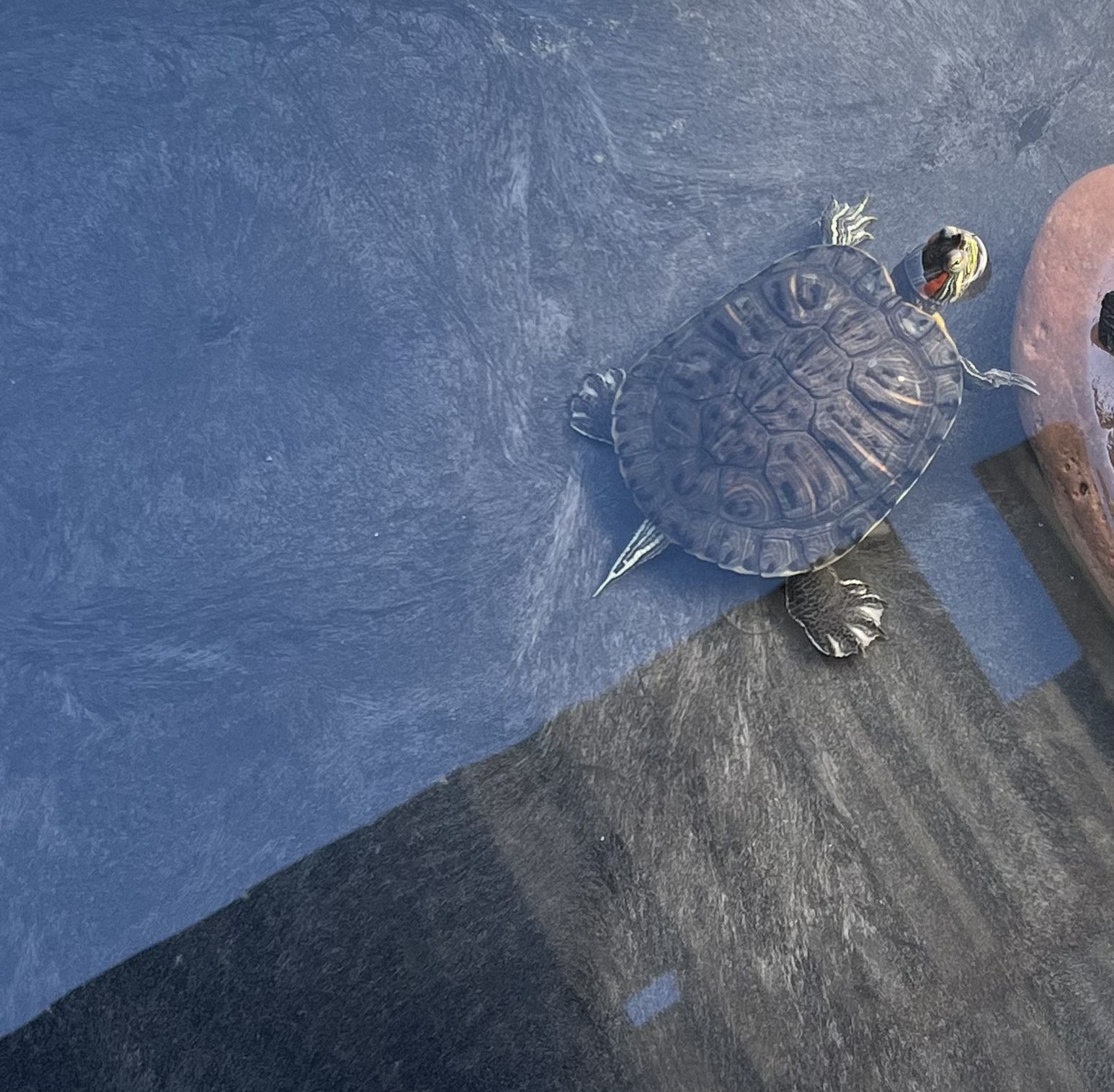 Free Turtle