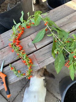 Organic Goji Cuttings