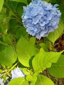 Blue Hydrangea