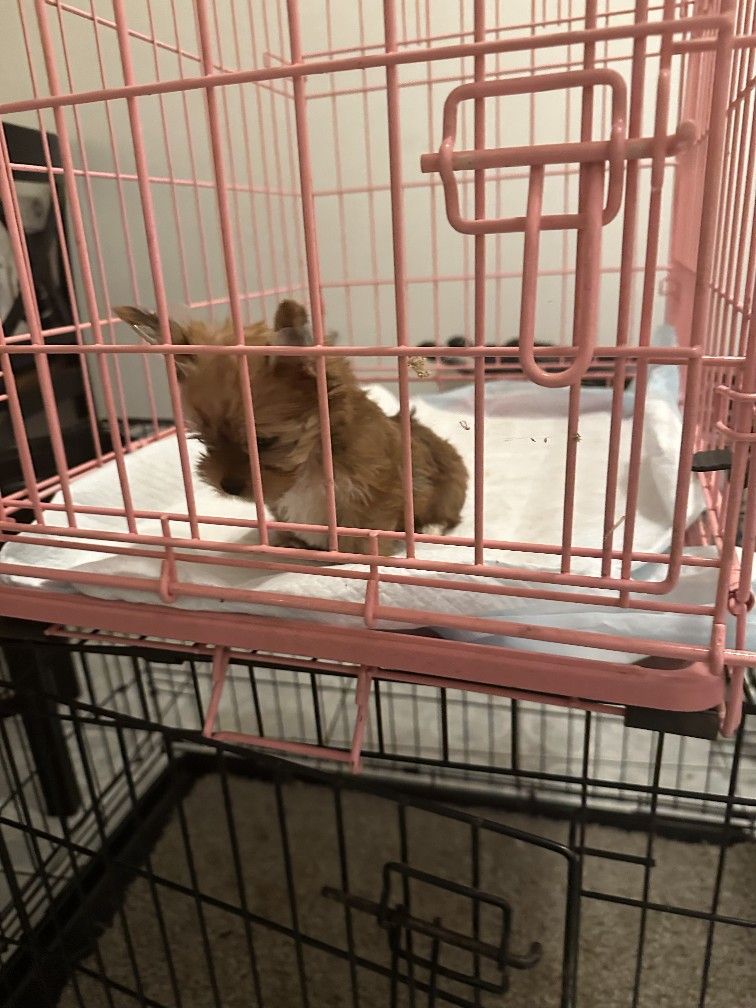 Small Dog Cage