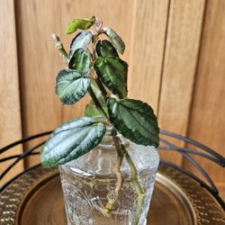 Begonia 'Watermelon' (WP)