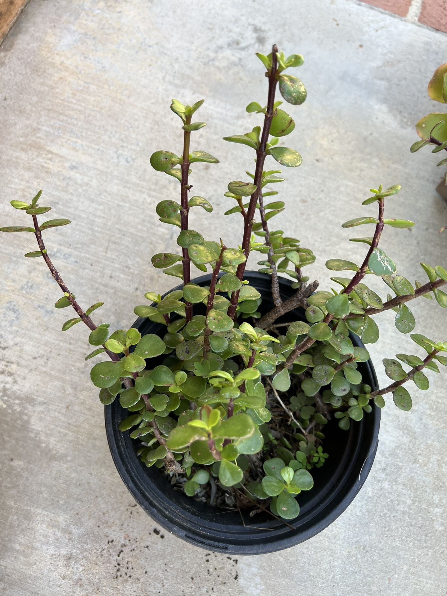 Succulent Plants Very Healthy 