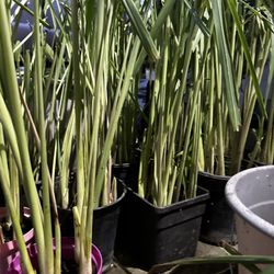 Fresh Lemongrass