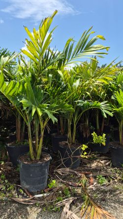 Spectacular Christmas Palms  5 feet Tall   Adonidias Plants
