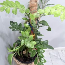 Vase with plants