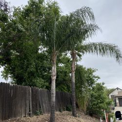 Palm Trees
