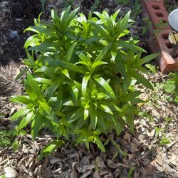 Lily Flowering Plant (genus Lilium)