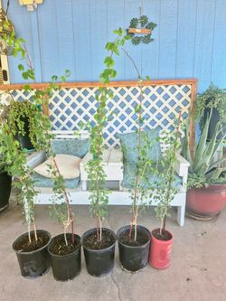 Árboles de Guamuchil $7 cada árbol