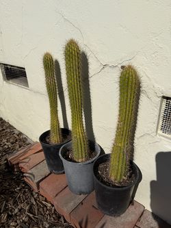 San Pedro Cactus  about 23”+ tall, each $9