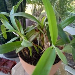 Orchid Plant