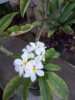 Large Blooming Plumeria Tree $65