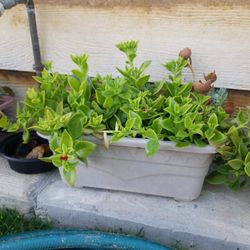 Mix Natural Plants