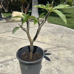 Plumeria Plant