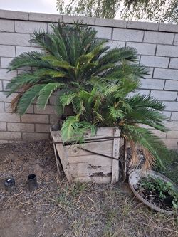 Palm Trees