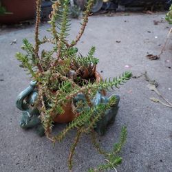 Succulants In Ceramic Pot With Elephants On It