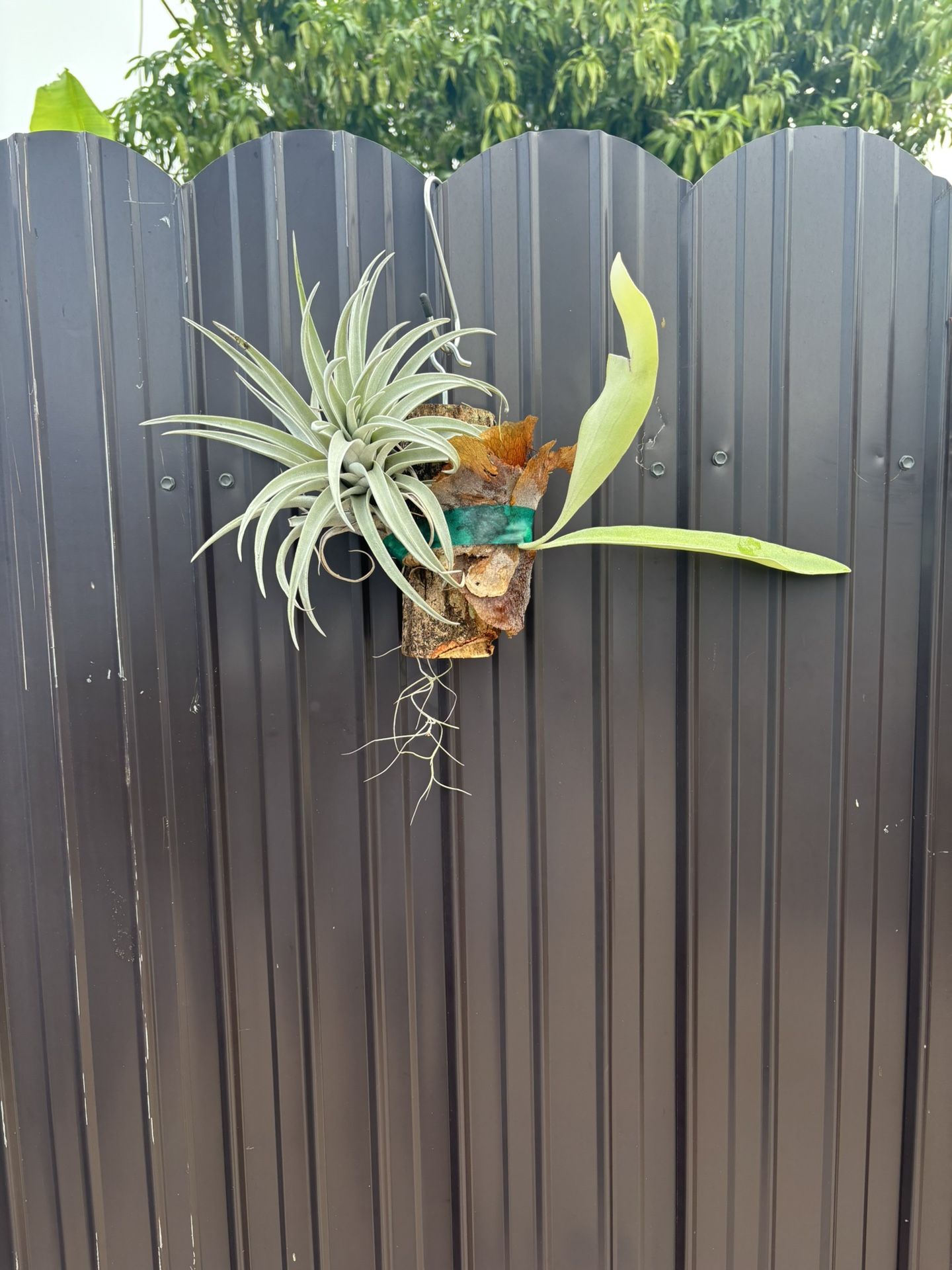 Plants