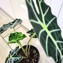 🌿Healthy Live Air Purifying Houseplant Alocasia Polly / African Mask Plant 17" Tall In Pot 5" ~ Beautiful Purple Underside Leaves 