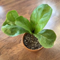 Fiddle Leaf Fig Plant