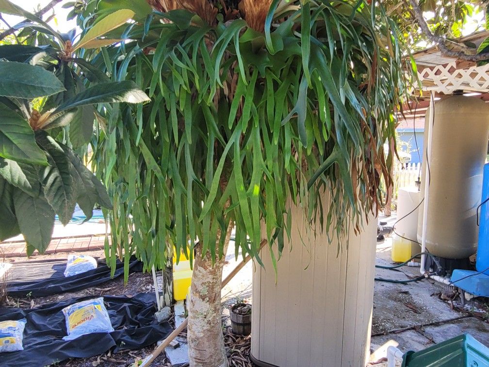 Large Staghorn Fern