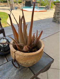 Aloe Vera in pot
