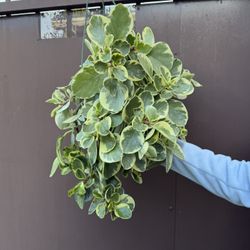 Huge Variegated Peperomia In 10” Pot 