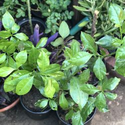Planta Uña De Gato Es Muy Bueno Para Diabetes Ay Para Escoger