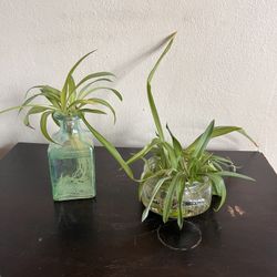 Spider Plant Props