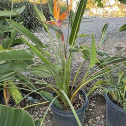Bird Of Paradise