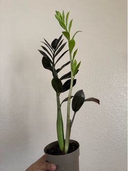 Raven ZZ Plant