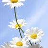 Beautiful Daisies 