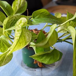 Snow Queen Pothos