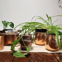Copper Cups & Kettle