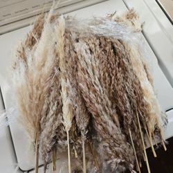 Pampas Grass