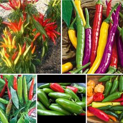 Hot organic peppers plants 2 2for$3