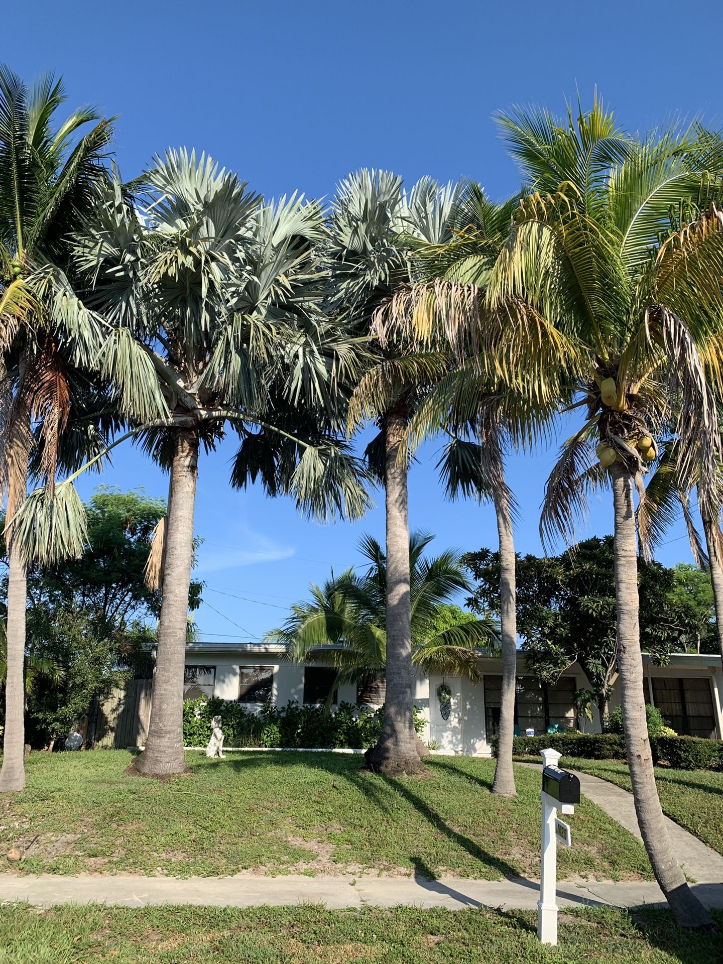 Two 40’ Bismarck Silver Palms for Sale