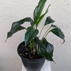 Peace Lily (Spathiphyllum) Plant