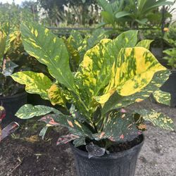 Croton “Sloppy Painter”