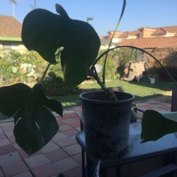 Planta