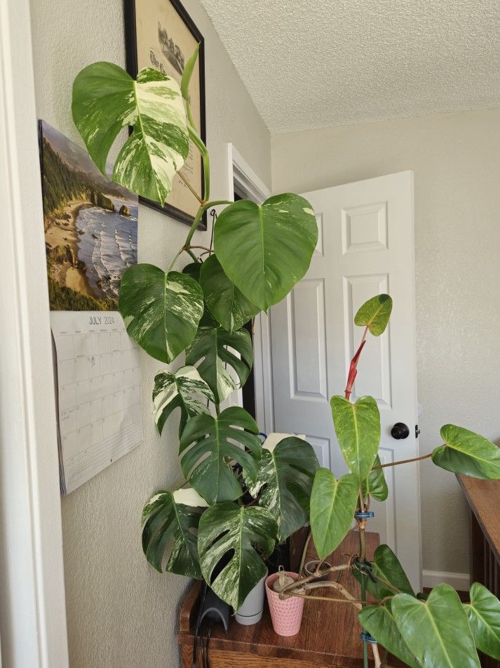 Plants (MONSTERA ALBO)