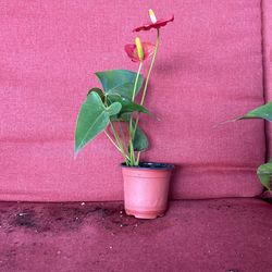 Red Anthurium 
