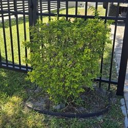 Duranta Bushes