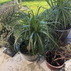 Ponytail Palm  For  Sale 