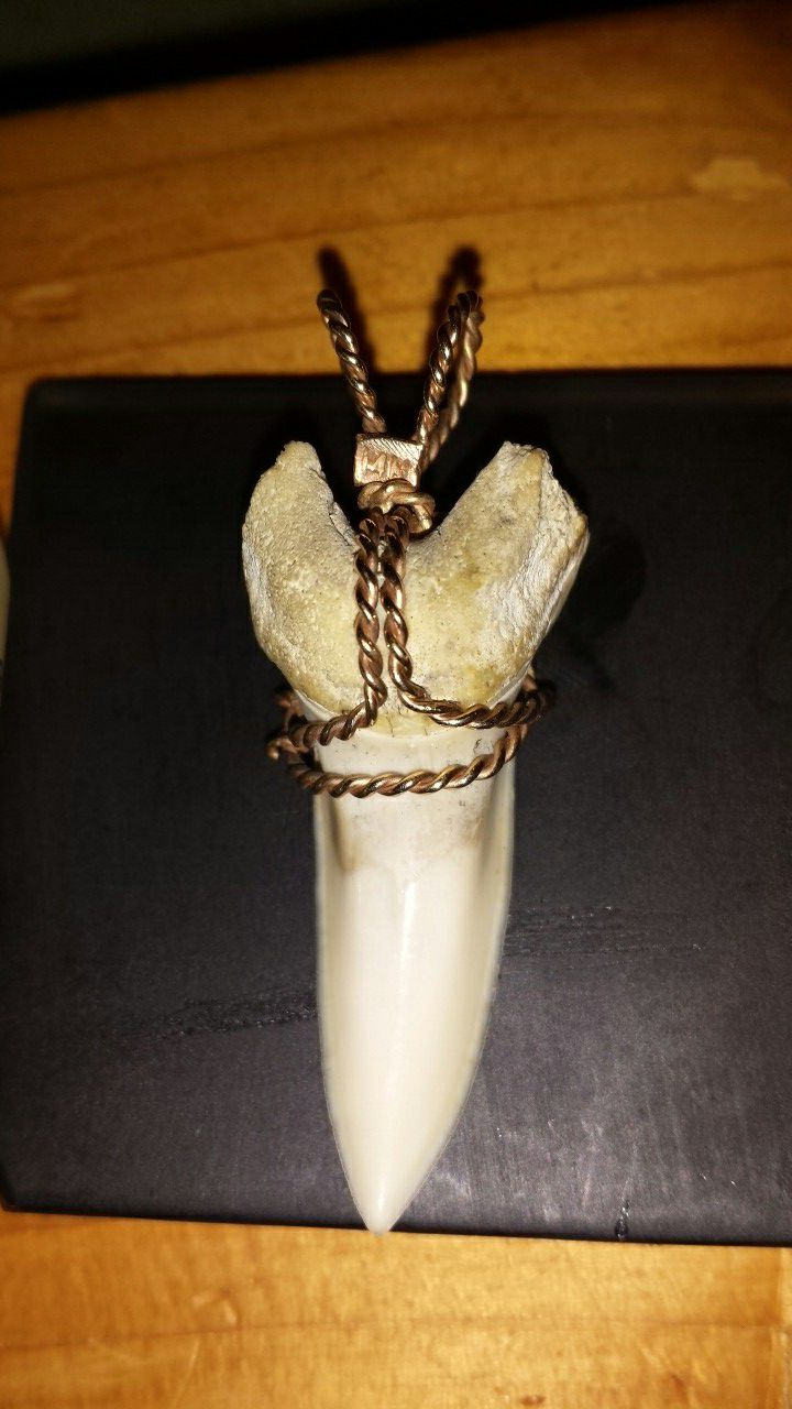 Solid 14k gold Pendant around real Shark Tooth