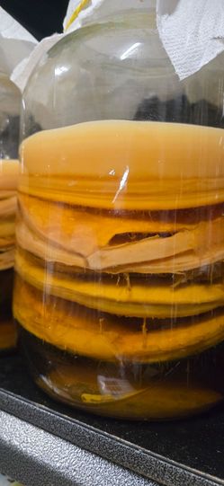 Free kombucha