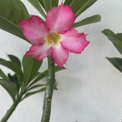Desert Rose. Rosa Del Desierto 