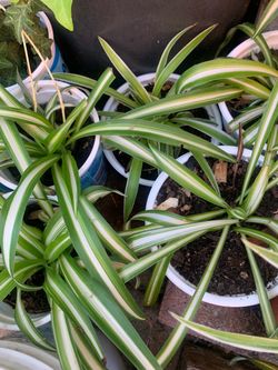 Spider plants