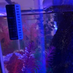 Brand 🆕 Fish Tank 🐟🐠