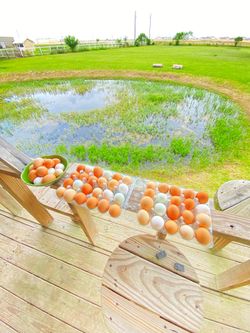 Farm raised eggs /free roam yard nuggets