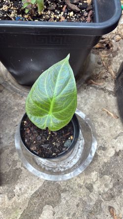 Regal shield Alocasia plant & black stem Alocasia plant