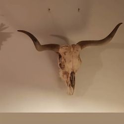 Long Horn Skull